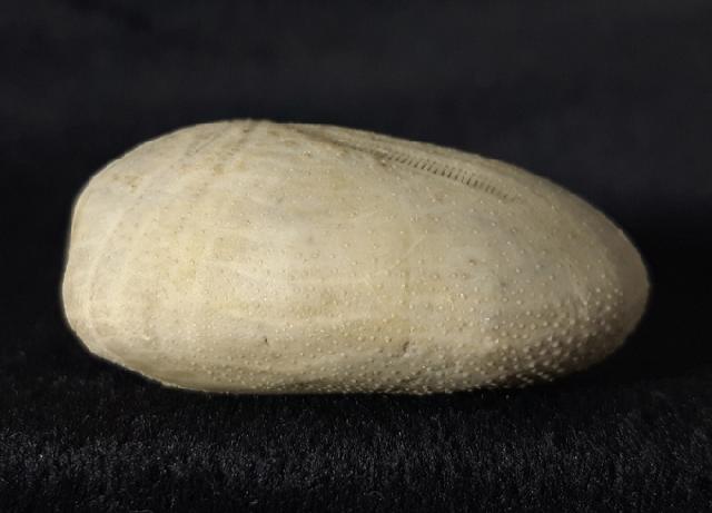 Heteraster oblongus (BRONGNIART 1821) - Bild &copy; FossNet FossilienStore